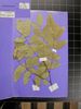 Herbarium sample